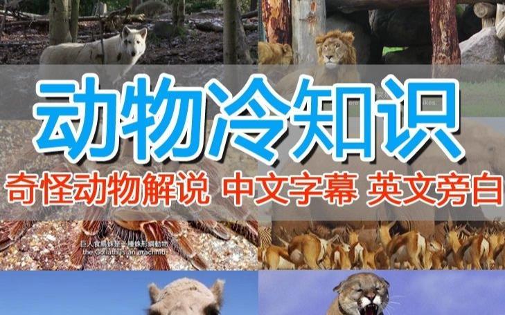 外面卖1699的国外纪录片解说（动物解说、美食、动画片）稳过中视频-最全项目网